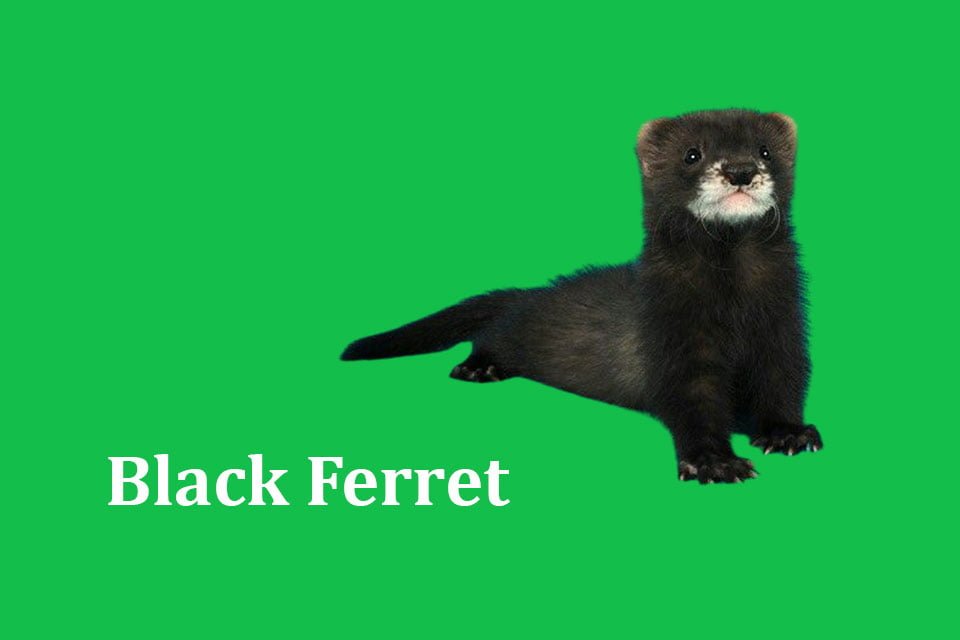 Black Ferret