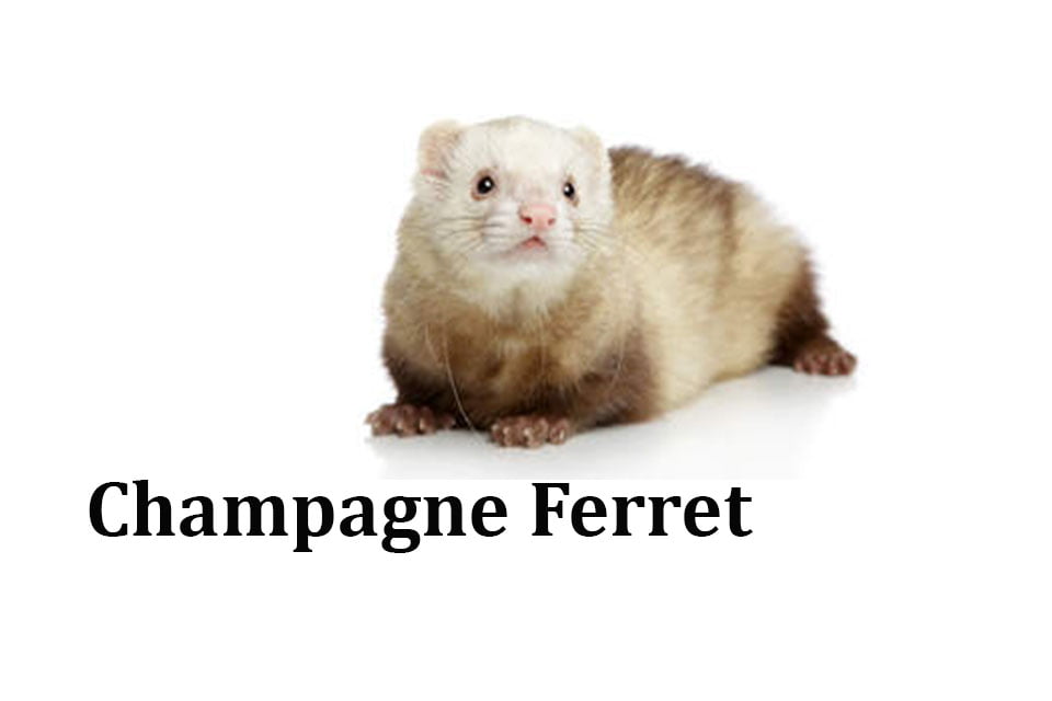 Champagne Ferret