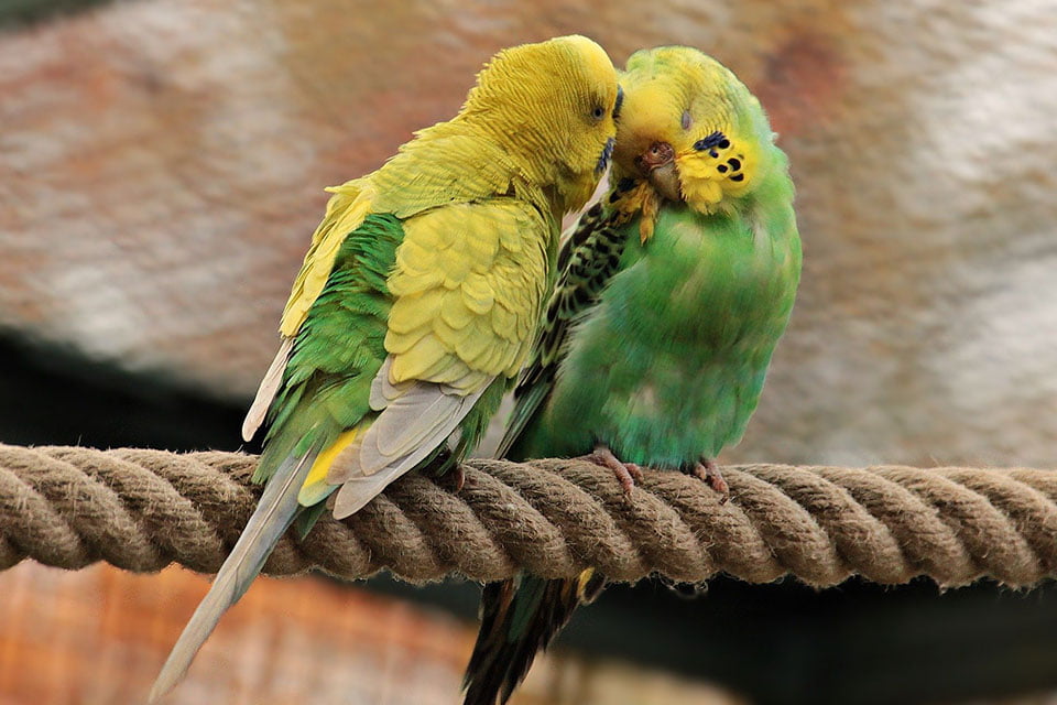 signs your bird trusts you