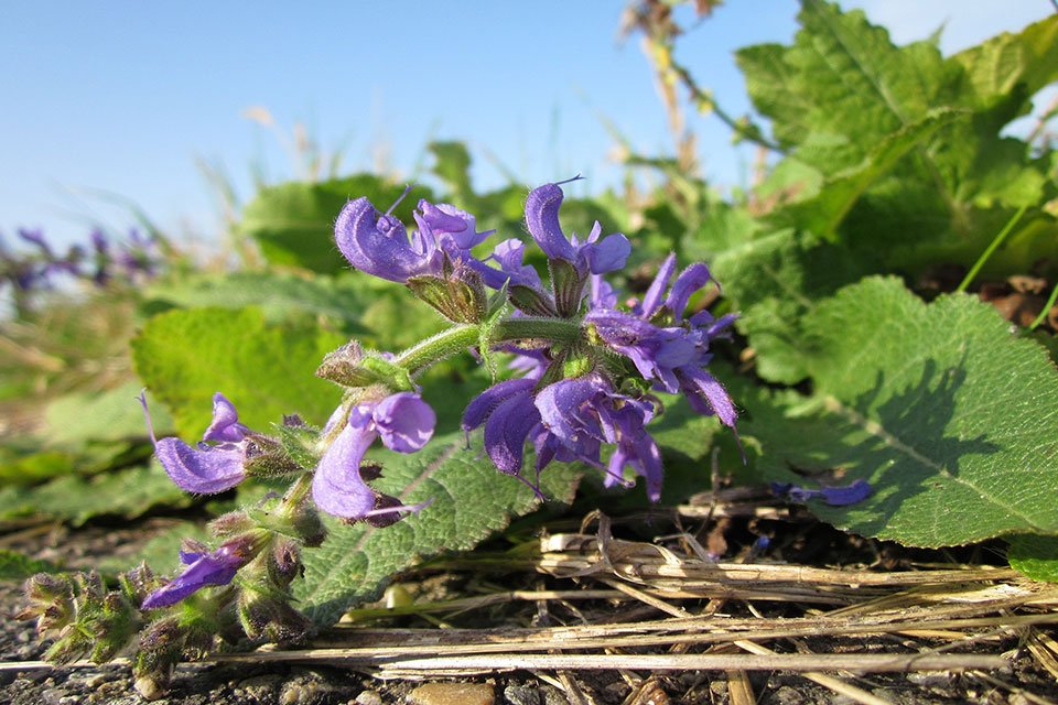 Clary Sage