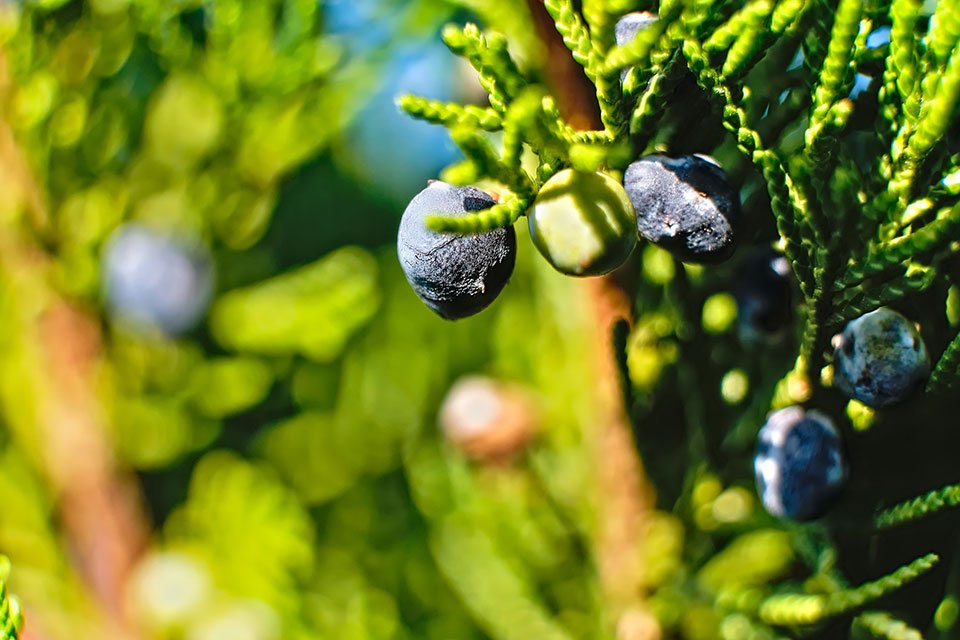 Juniper Berry