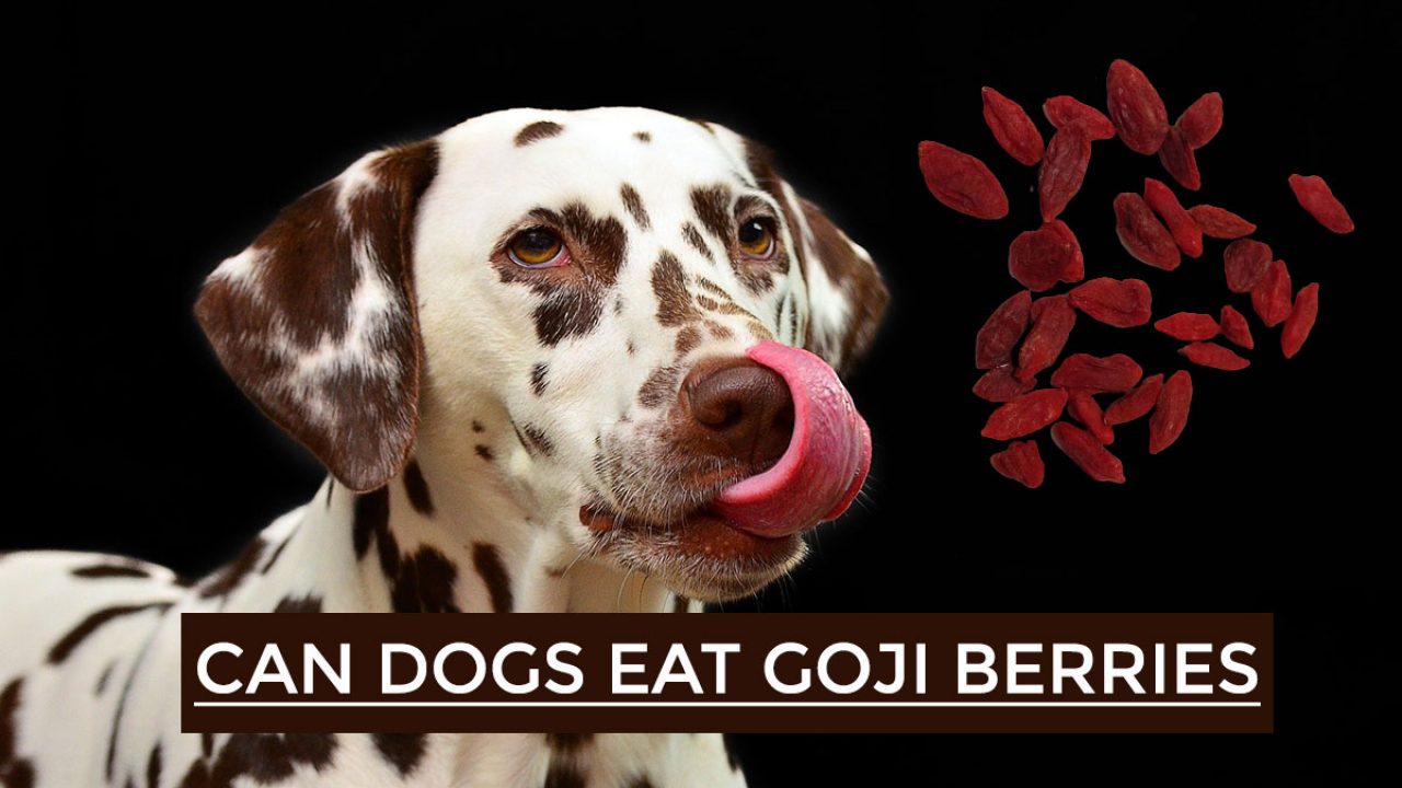 can dogs eat goji berries