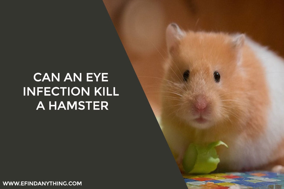 can-an-eye-infection-kill-a-hamster-what-you-must-know