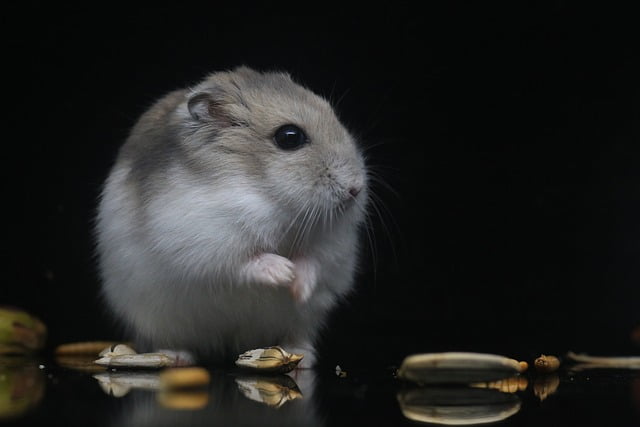 Can an eye infection kill a hamster