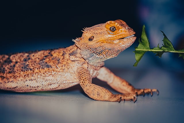 Bearded Dragons Eat Corn