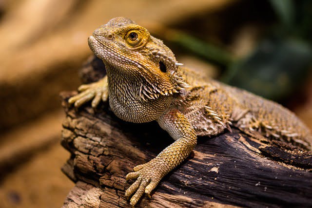 Can Bearded Dragons Eat Red Wiggler Worms