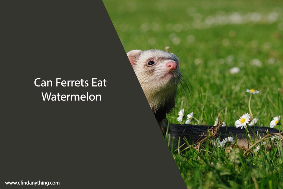 Can Ferrets Eat Watermelon: A Comprehensive Guide