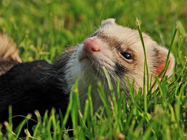 Can Ferrets Eat Peanuts