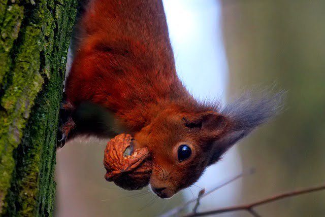 Can Squirrels Eat Walnuts