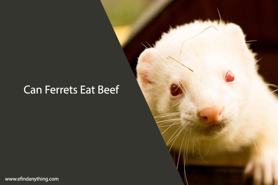 Can Ferrets Eat Beef