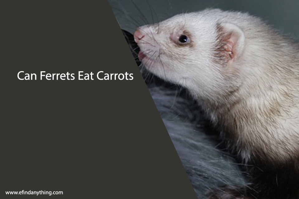 Can Ferrets Eat Carrots