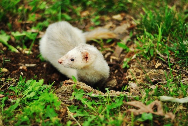 Can Ferrets Eat Peanut Butter