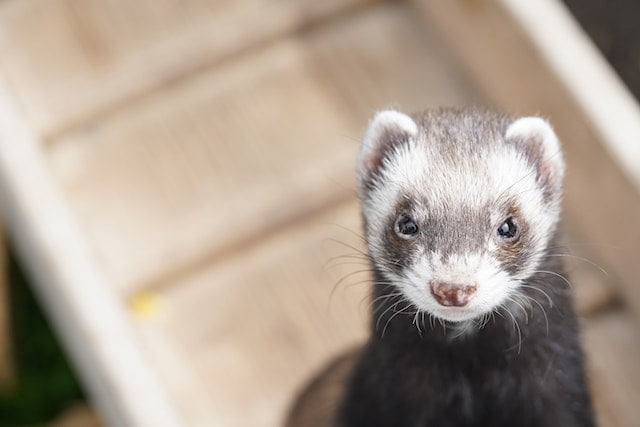 Can Ferrets Eat Peanut Butter