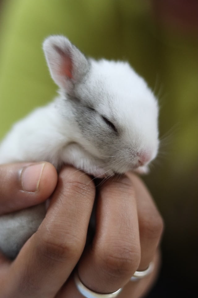 Can Baby Rabbits Drink Almond Milk? A Guide for Rabbit Owners