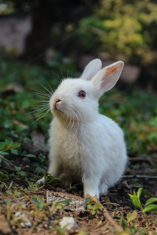 Can Rabbits Eat Ferret Food