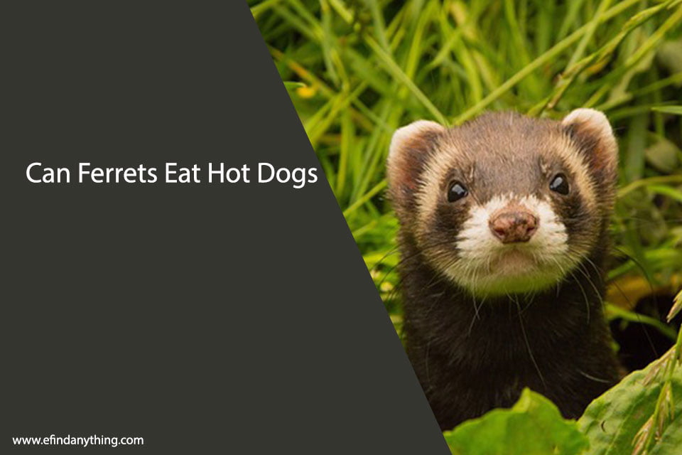 Can Ferrets Eat Hot Dogs