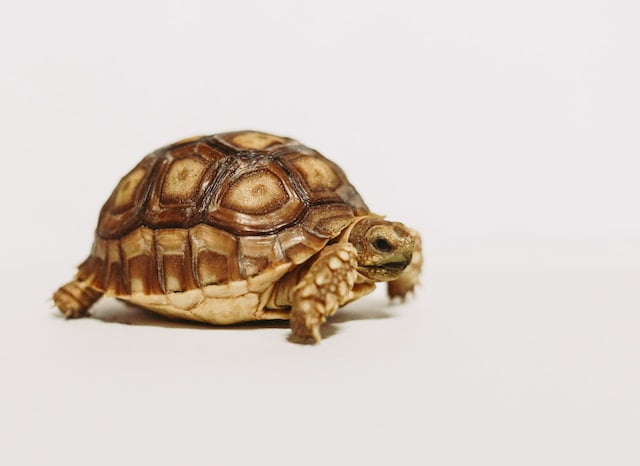 Can Sulcata Tortoises Eat Celery