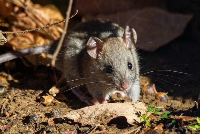 Can Rats Eat Watermelon Rind