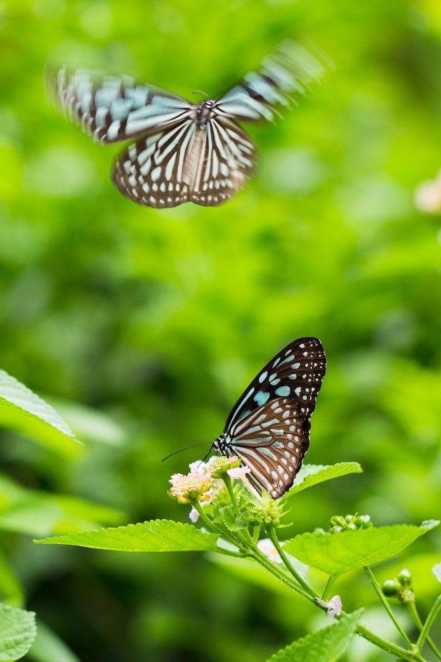 2 Butterflies Flying Together Spiritual Meaning