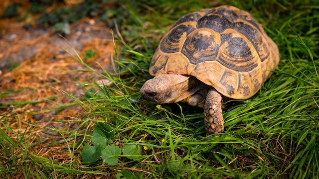 Can Sulcata Tortoises Eat Asparagus