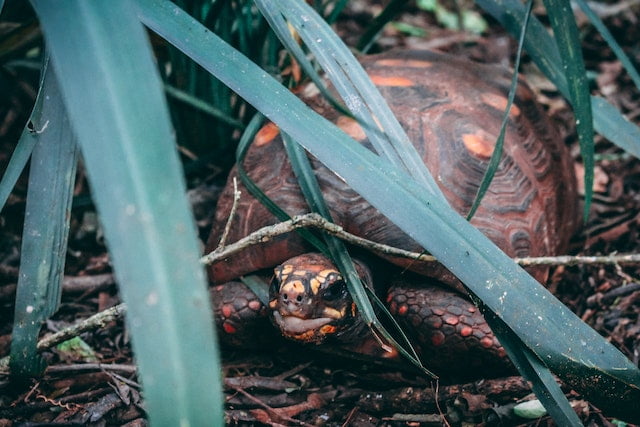 Can Tortoises Eat Asparagus