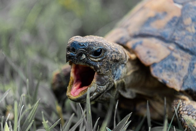 Can a Russian Tortoise Eat Spinach