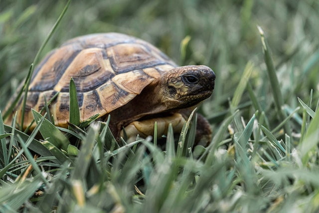 Can Russian Tortoises Eat Celery