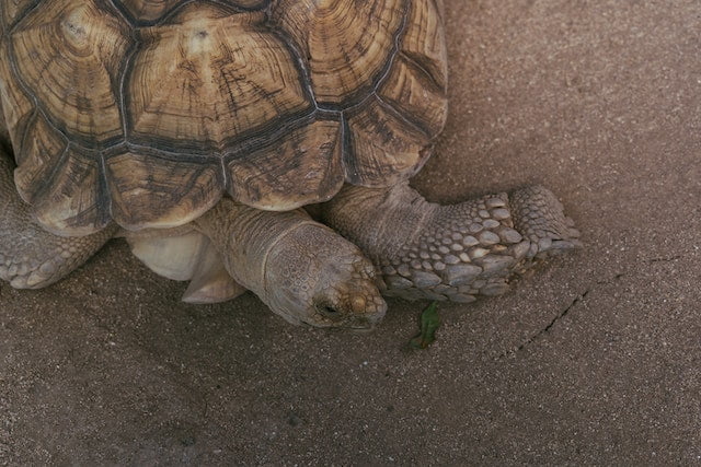 Can Sulcata Tortoises Eat Asparagus