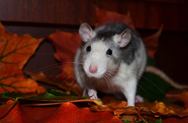 Can Rats Eat Dried Cranberries