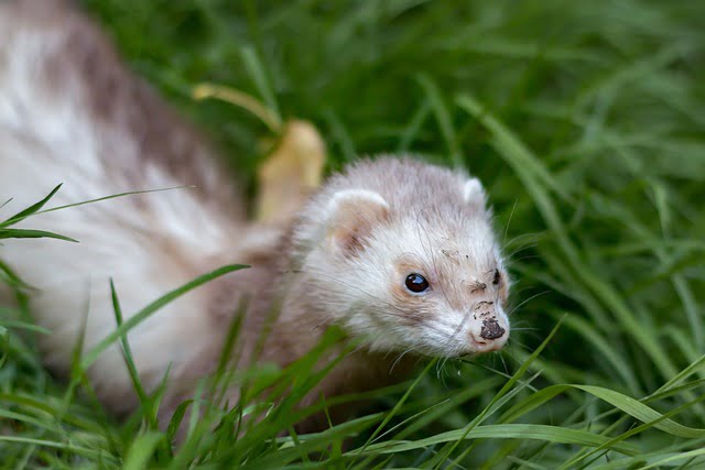 Can Ferrets Eat Raw Eggs