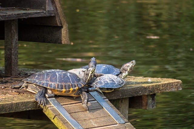 Can Tortoises Eat Iceberg Lettuce