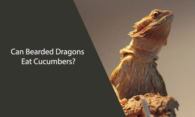 Can Bearded Dragons Eat Cucumbers