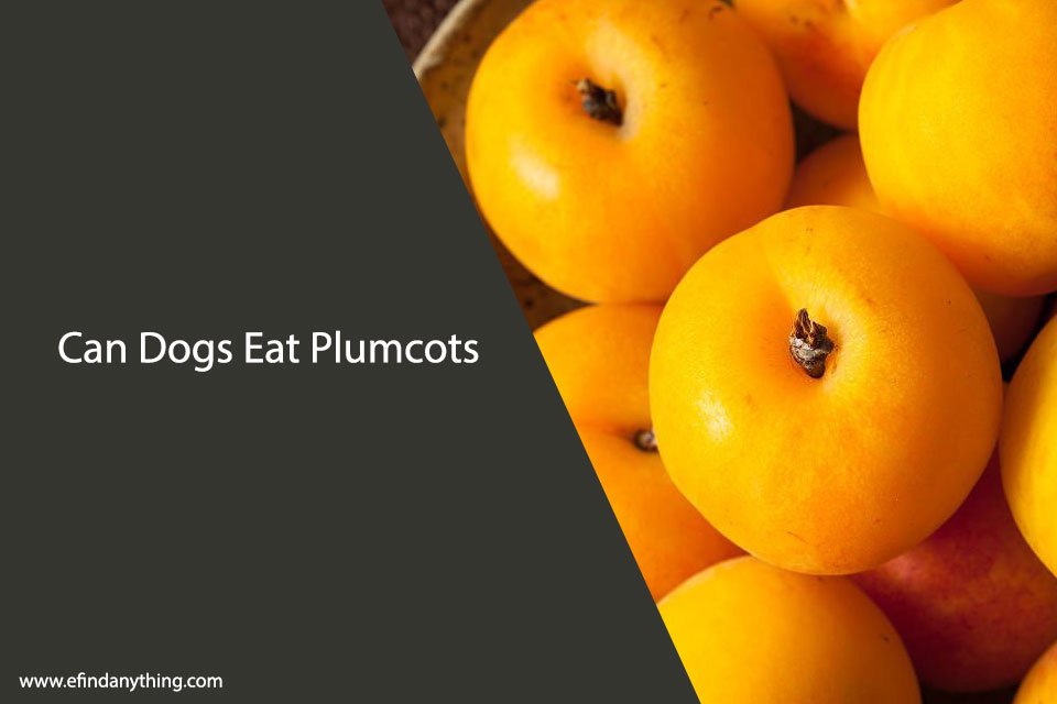 Can Dogs Eat Plumcots?