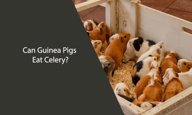 Can Guinea Pigs Eat Celery?