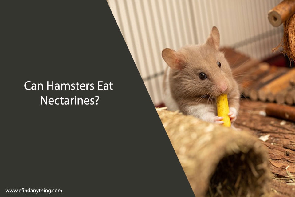 Can Hamsters Eat Nectarines?