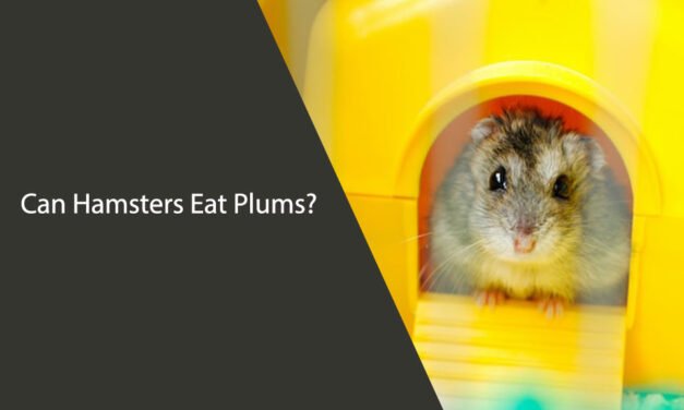 Can Hamsters Eat Plums?