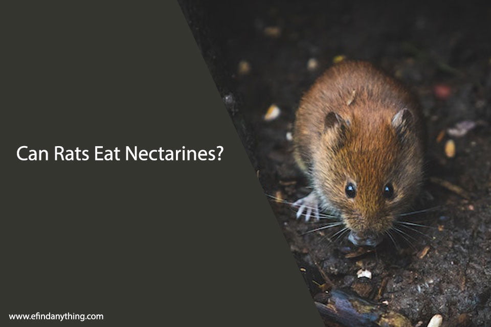 Can Rats Eat Nectarines?