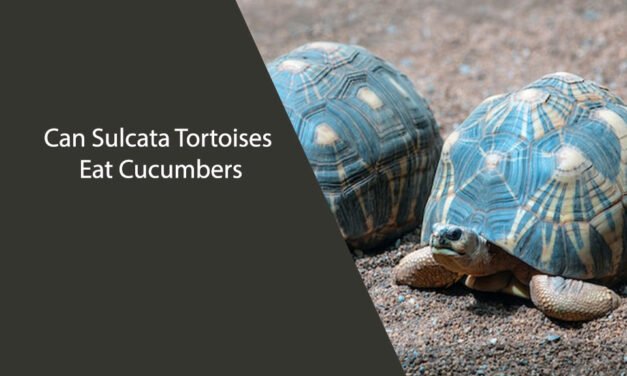 Can Sulcata Tortoises Eat Cucumbers