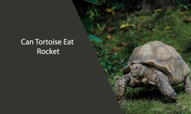 Can Tortoise Eat Rocket