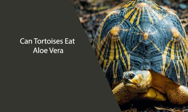 Can Tortoises Eat Aloe Vera