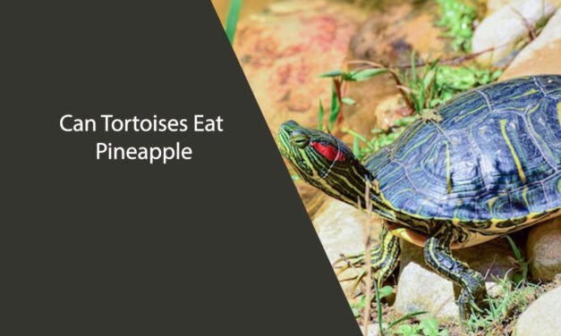 Can Tortoises Eat Pineapple