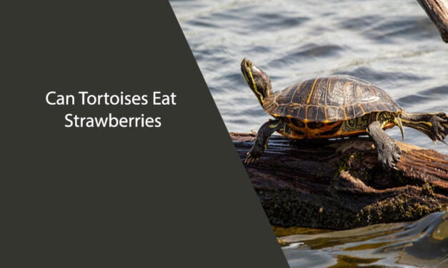 Can Tortoises Eat Strawberries