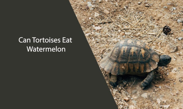 Can Tortoises Eat Watermelon