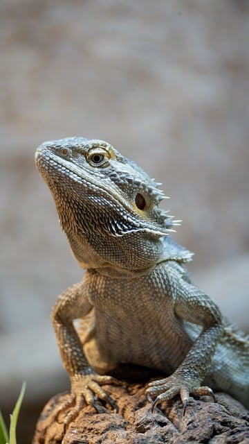 Can Bearded Dragons Eat Catalpa Worms