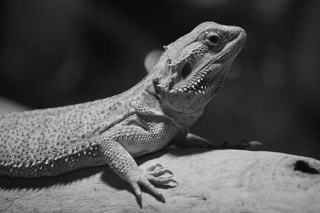 Can Bearded Dragons Eat Rapini