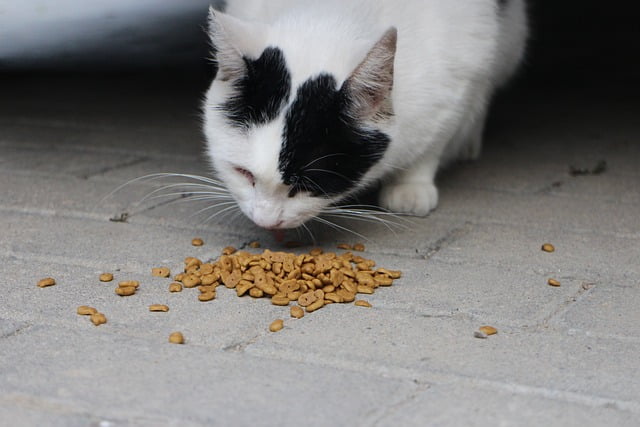 How to Get Rid of Cat Food Smell