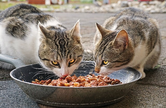 How to Get Rid of Cat Food Smell