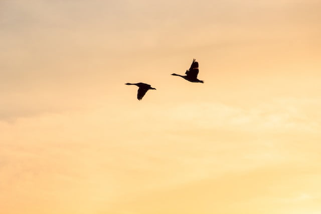 2 Geese Flying Spiritual Meaning