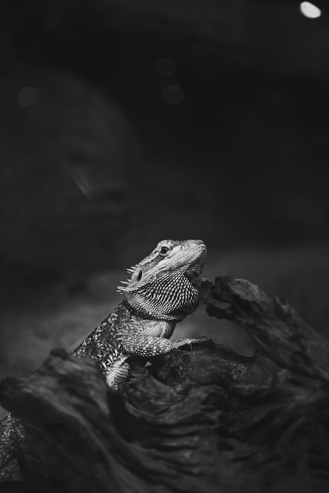 Bearded Dragon Names