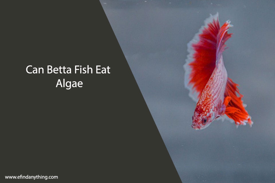 Can Betta Fish Eat Algae